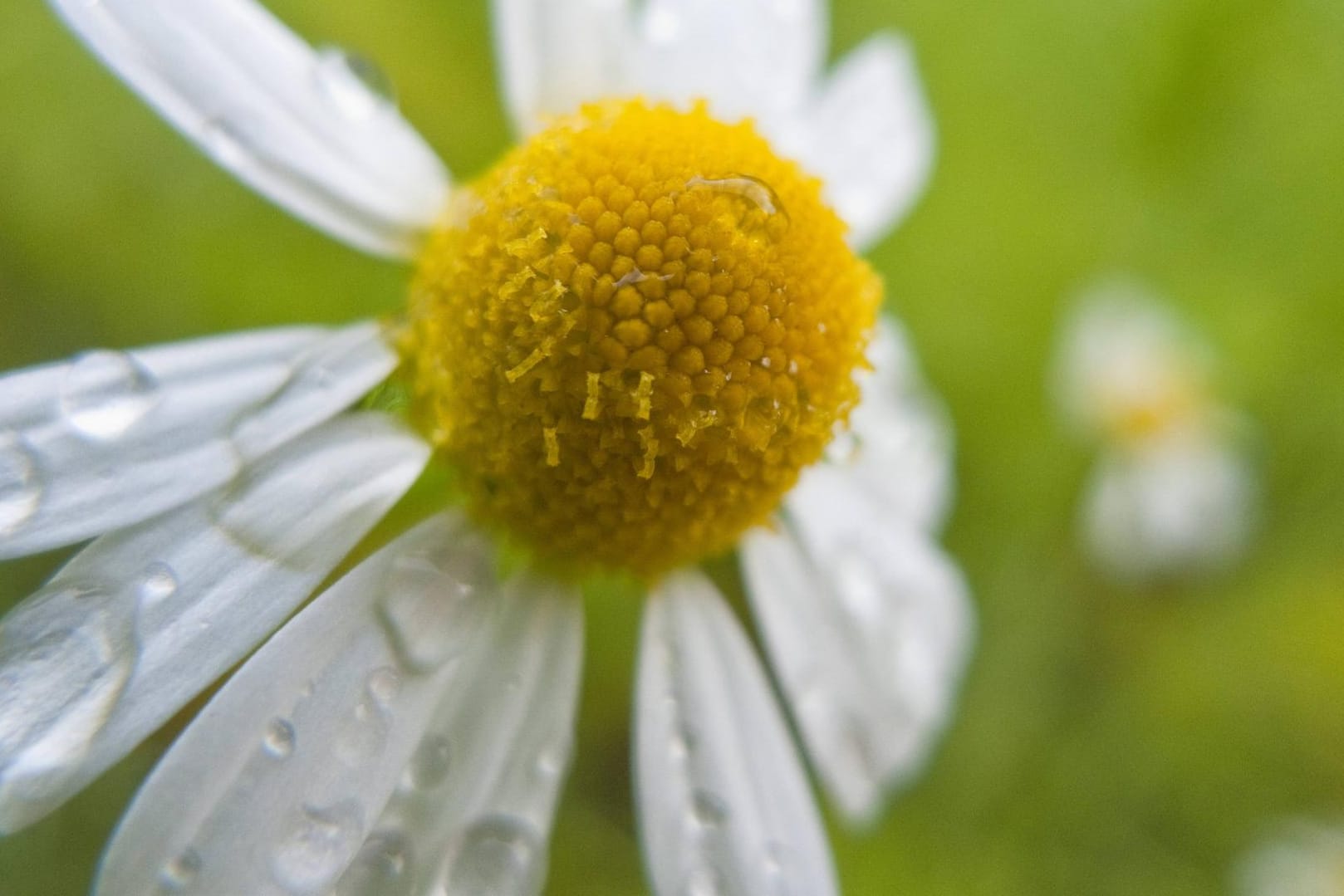 Die Kamille besitzt eine gewisse Ähnlichkeit zum Gänseblümchen.