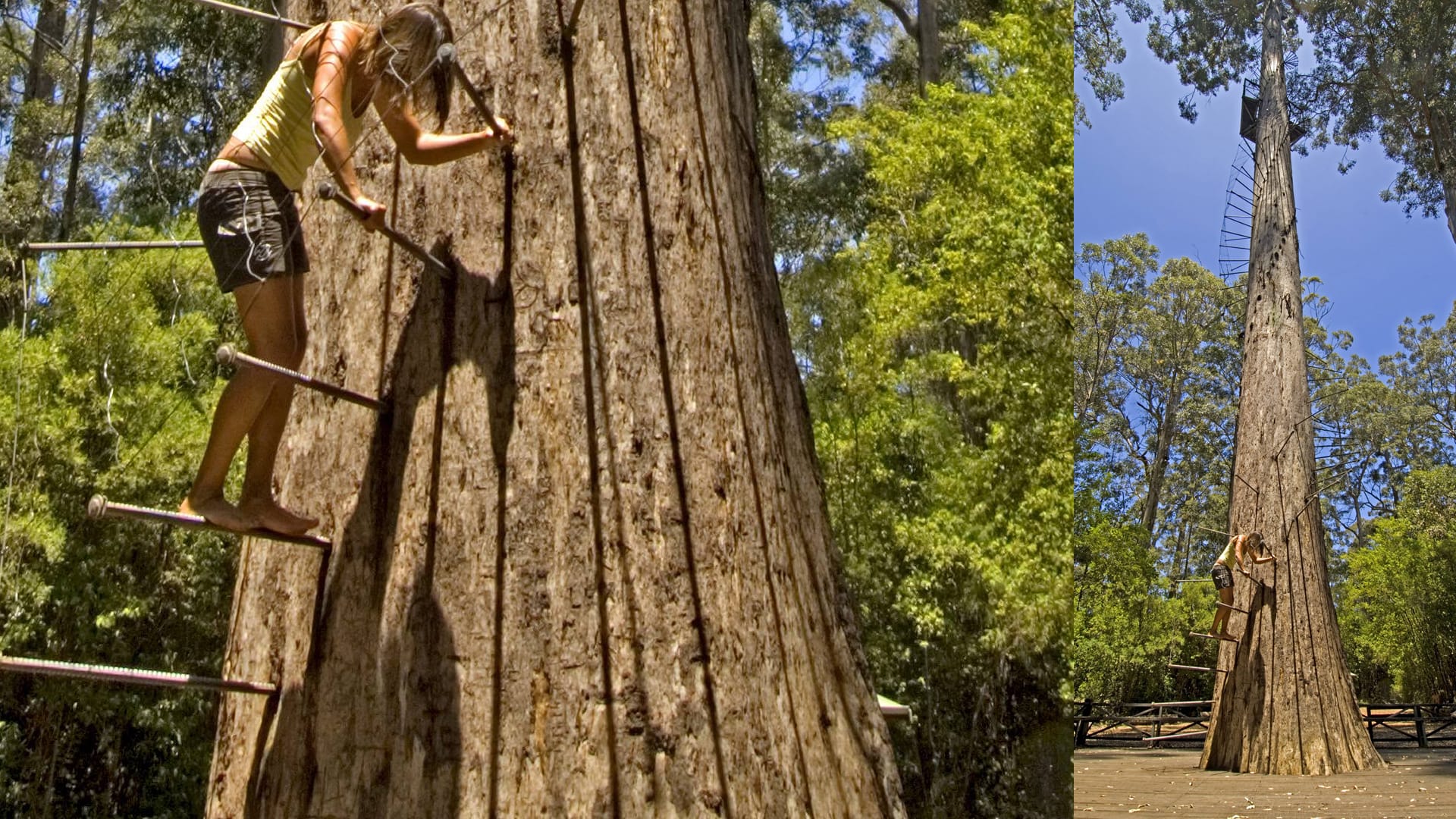 "Dave Evans Bicentennial Tree" - über Metallstäbe in luftige Höhe.