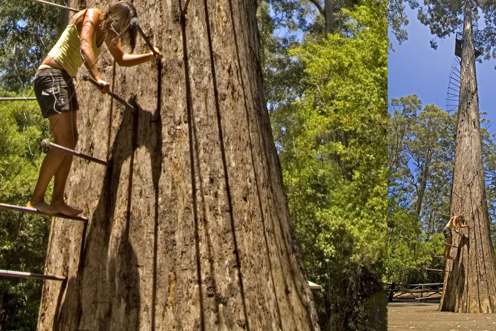 "Dave Evans Bicentennial Tree" - über Metallstäbe in luftige Höhe.