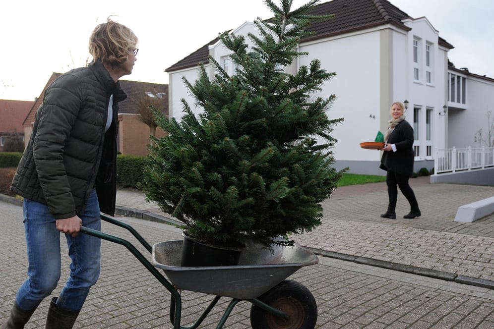 Weihnachtsbaum mieten: Baumschulbetreiberin Kersten Scholz liefert einen Leih-Weihnachtsbaum mit Blumentopf aus.