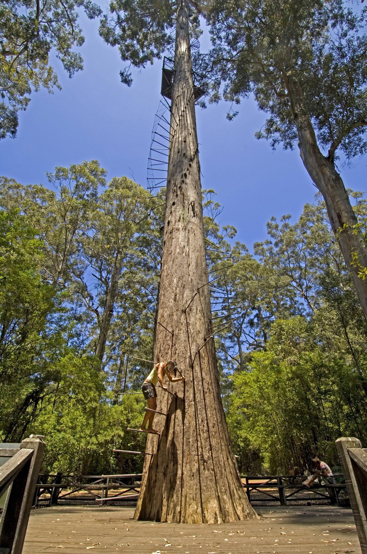 Der "Dave Evans Bicentennial Tree" ist kein gewöhnlicher Baum. Der 250 Jahre alte Riese lässt sich über Metallstäbe erklimmen.