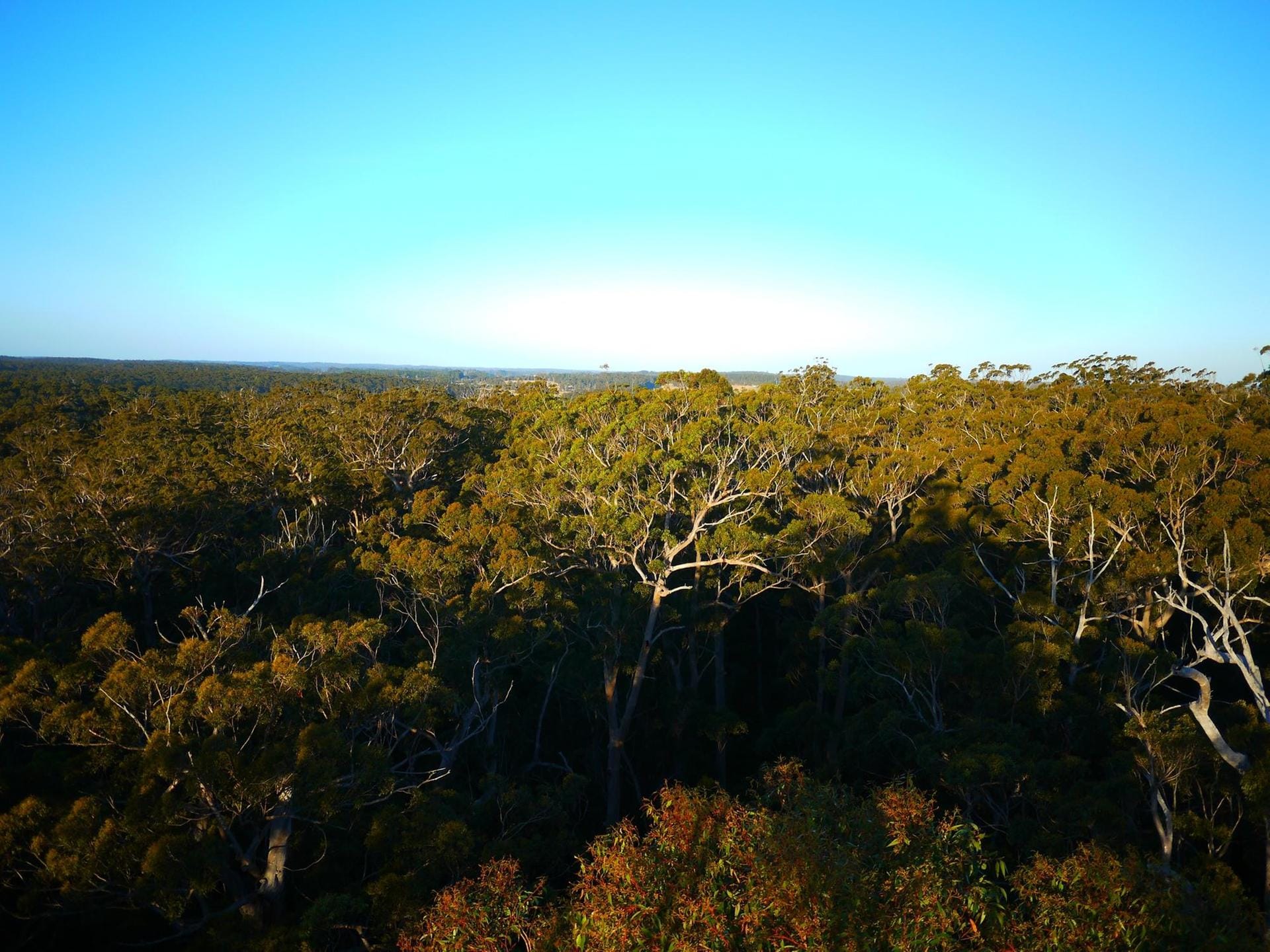Nur die ganz Mutigen kommen in den Genuss: Oben angekommen hat man eine 360-Grad-Aussicht auf den alten "Karri"-Baumwald.
