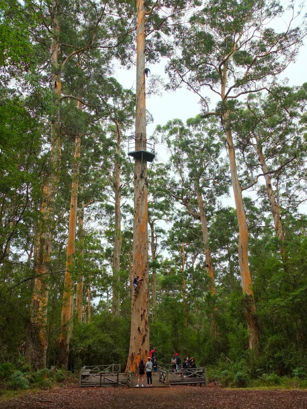 Der Baum ist 75 Meter hoch. Doch nicht jeder muss bis ganz nach oben klettern, schließlich gibt es auch auf Zwischenebenen Aussichtsplattformen.