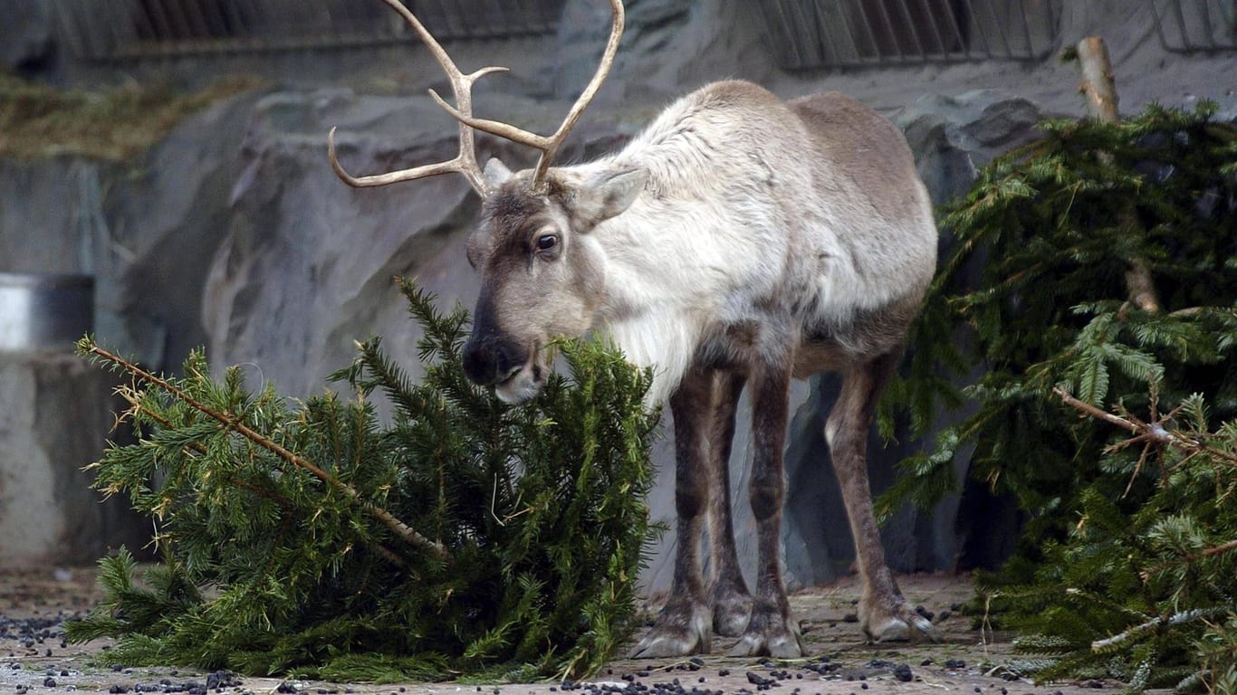 Viele Wildtiere fressen und spielen gerne mit den entsorgten Weihnachtsbäumen.