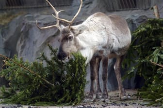 Viele Wildtiere fressen und spielen gerne mit den entsorgten Weihnachtsbäumen.