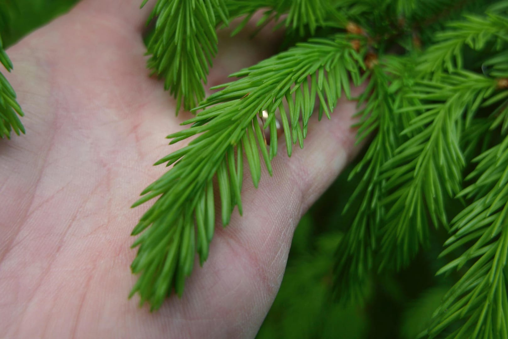 Die Sitkalaus befällt einige Fichtenarten, bevorzugt allerdings die Blaufichte.