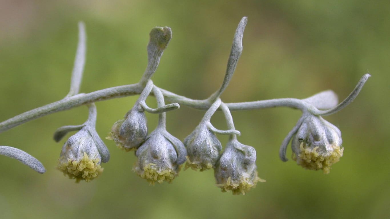 Aufgrund der Bitterkeit der Pflanze, ist der Ausdruck "Wermutstropfen" negativ behaftet.