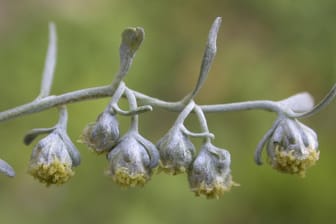 Aufgrund der Bitterkeit der Pflanze, ist der Ausdruck "Wermutstropfen" negativ behaftet.