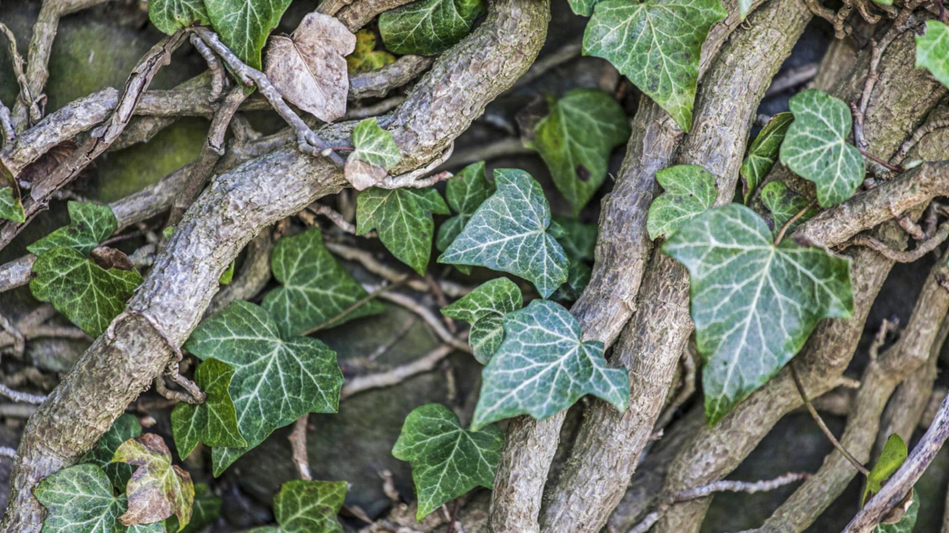 Efeu rankt sich an Hauswänden und Bäumen in die Höhe.