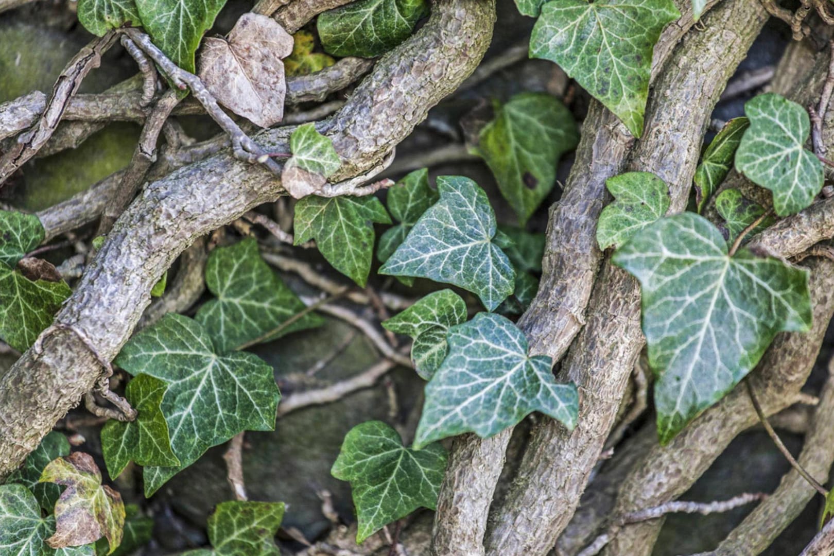 Efeu rankt sich an Hauswänden und Bäumen in die Höhe.