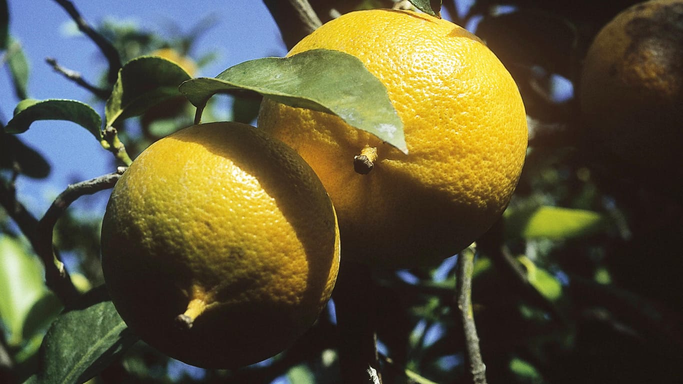 Die Bergamotte ähnelt äußerlich der Zitrone.
