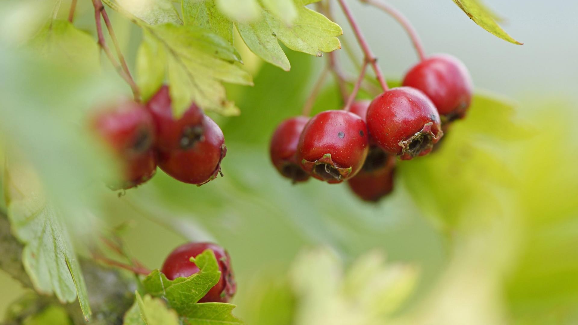 Die Früchte des Weißdorn sehen aus wie kleine Granatäpfel.