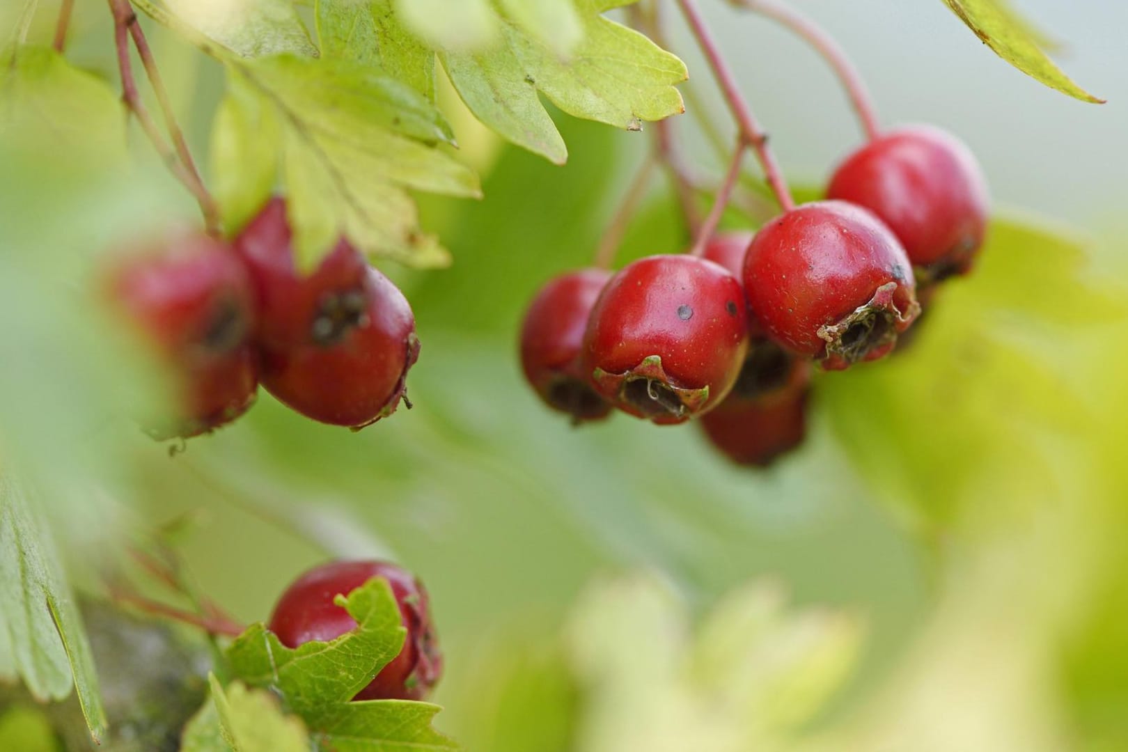 Die Früchte des Weißdorn sehen aus wie kleine Granatäpfel.