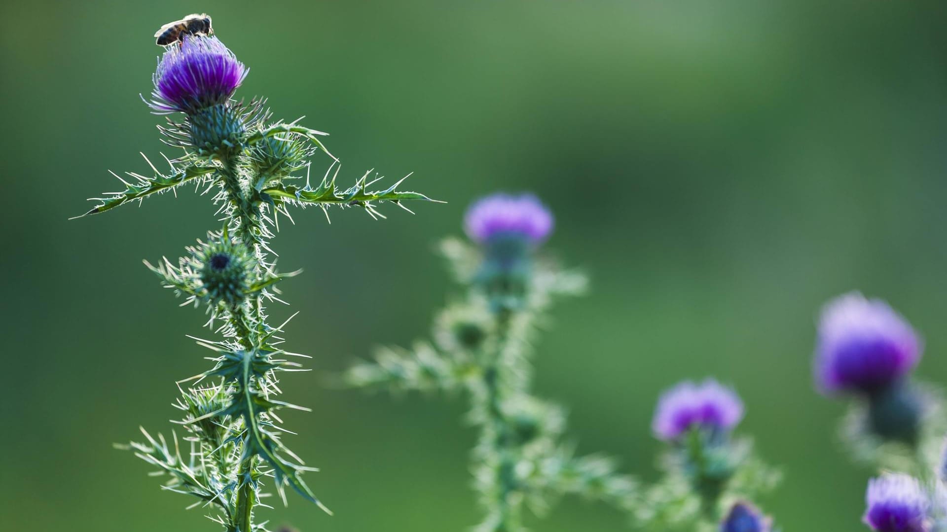 Die Mariendistel blüht nur einen Monat im Jahr.