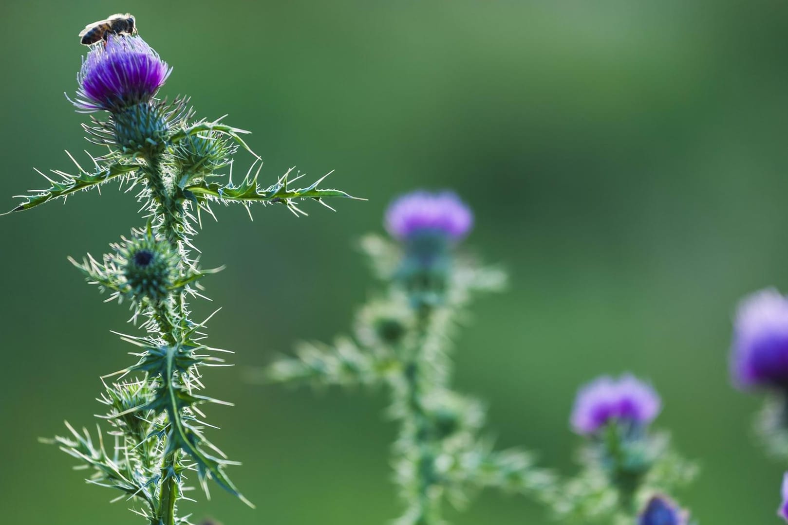 Die Mariendistel blüht nur einen Monat im Jahr.