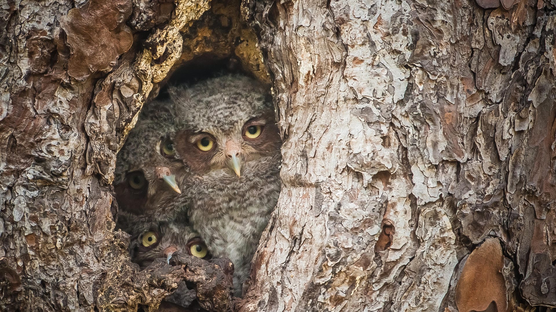 Quelle: Comedy Wildlife Photography Awards / Graham McGeorge