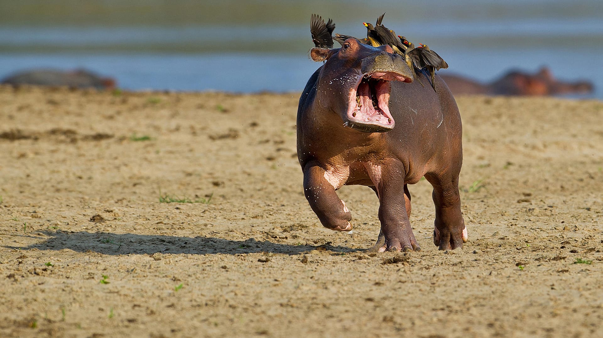 Quelle: Comedy Wildlife Photography Awards / Marc Mol