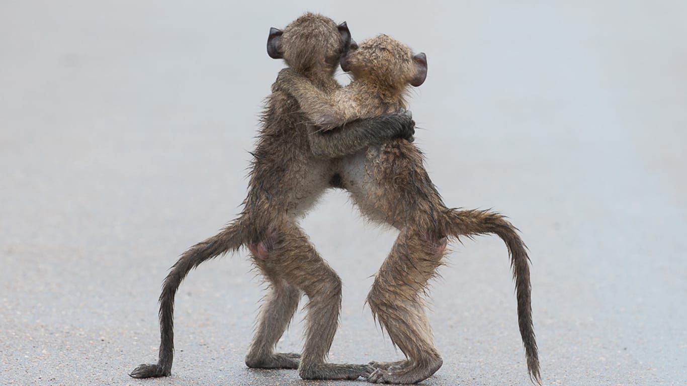 Quelle: Comedy Wildlife Photography Awards / Tony Dilger