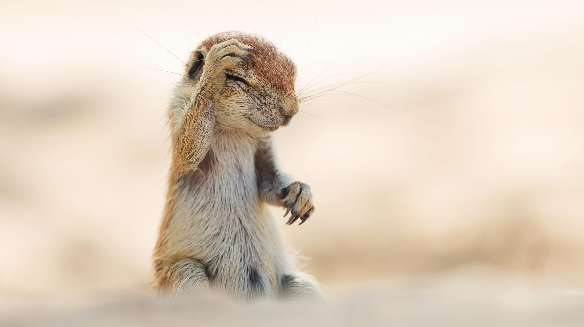 Quelle: Comedy Wildlife Photography Awards / Yuzuru Masuda