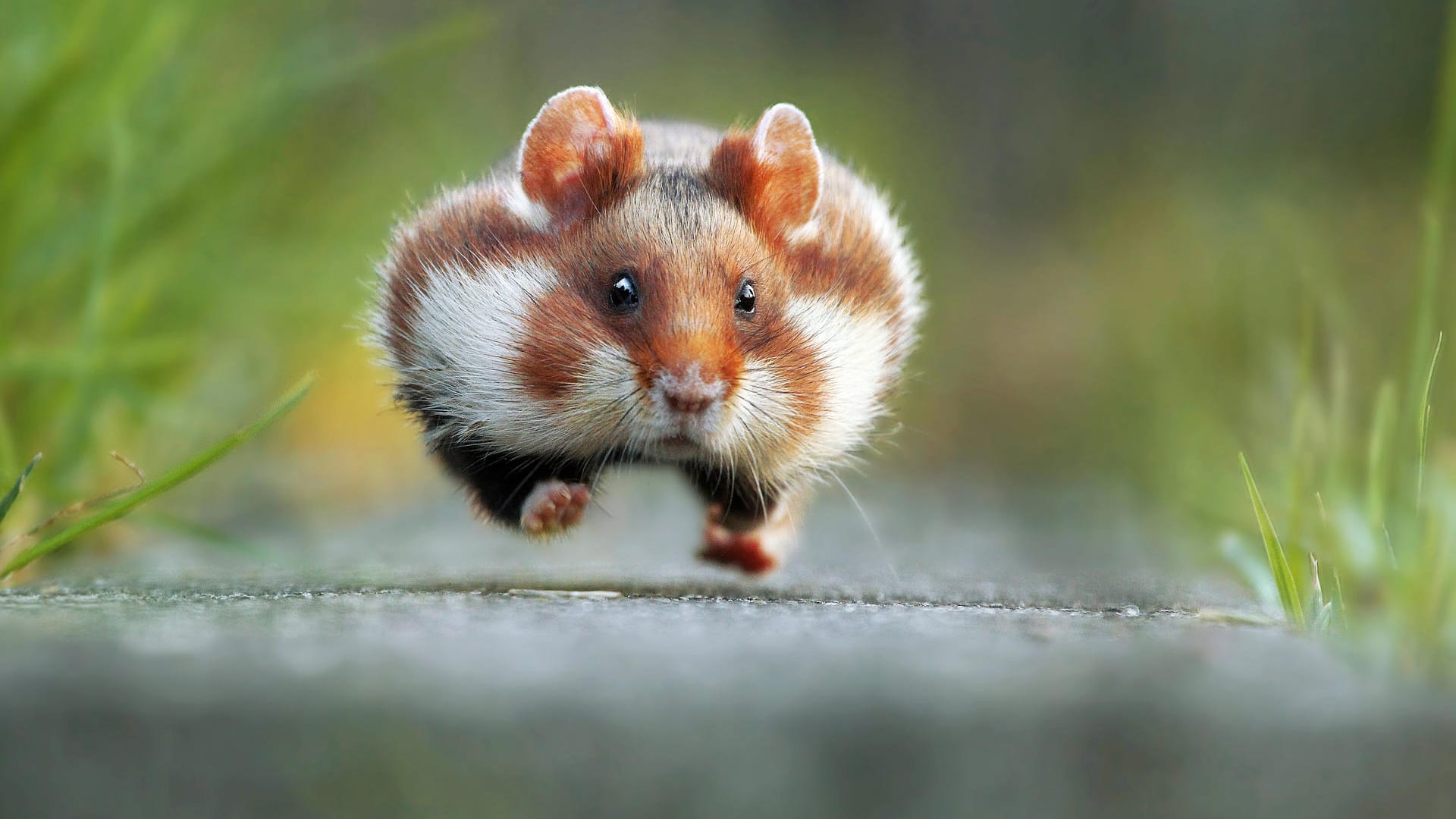 Das lustigste Tierbild des Jahres wurde mit dem Comedy Wildlife Photography Award ausgezeichnet.