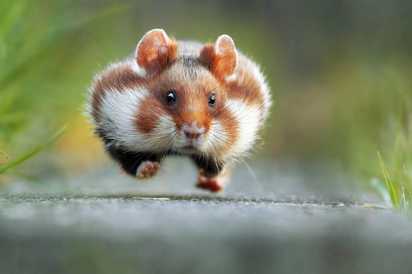 Das lustigste Tierbild des Jahres wurde mit dem Comedy Wildlife Photography Award ausgezeichnet.