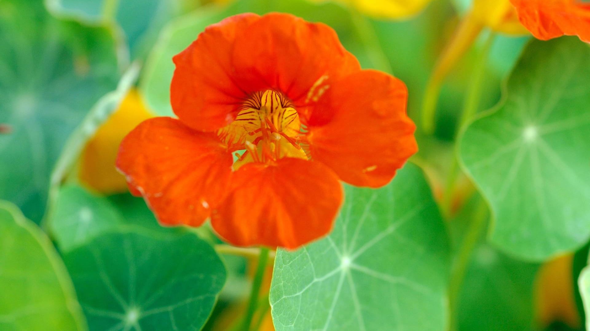 Die essbaren Blüten der Kapuzinerkresse schmücken Salate auf gesunde Weise.