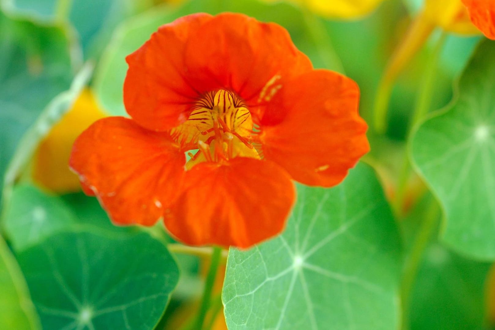 Die essbaren Blüten der Kapuzinerkresse schmücken Salate auf gesunde Weise.