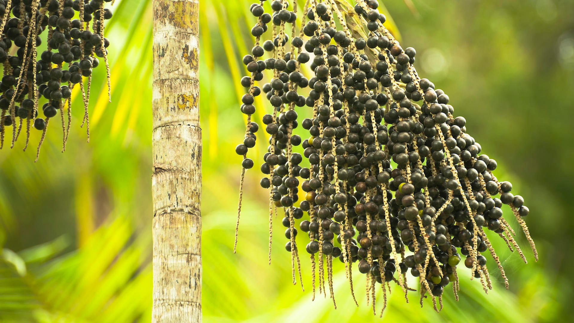 Die Acai-Beeren wachsen an der Kohlpalme.