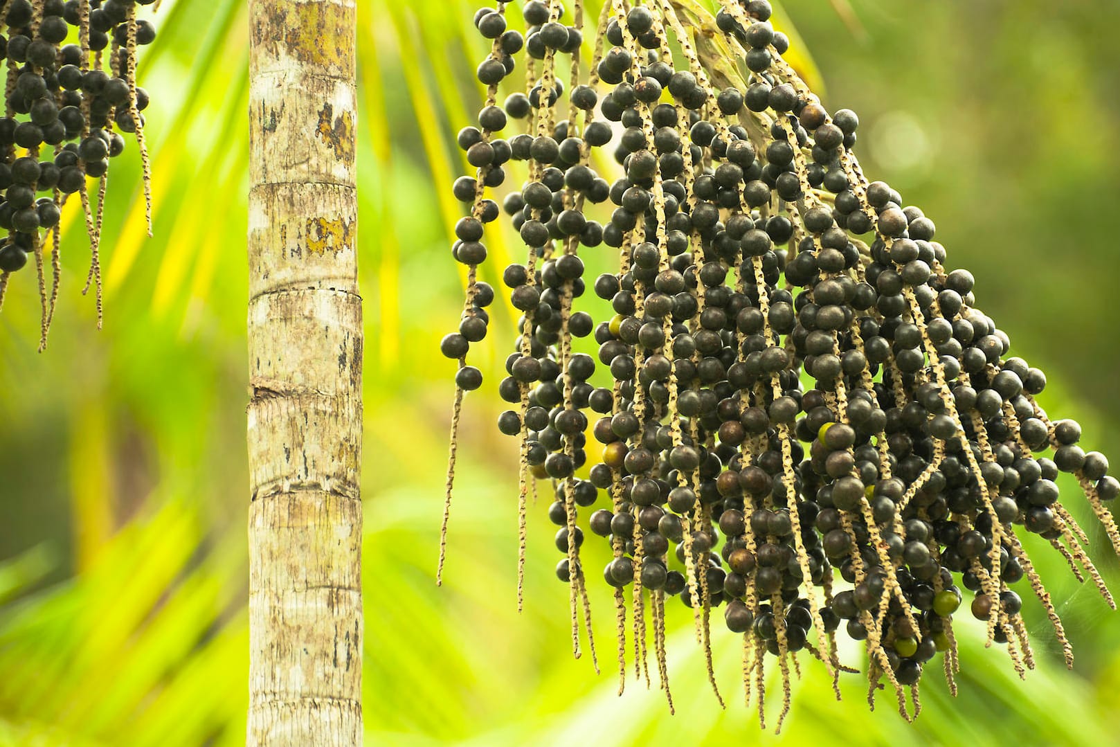 Die Acai-Beeren wachsen an der Kohlpalme.