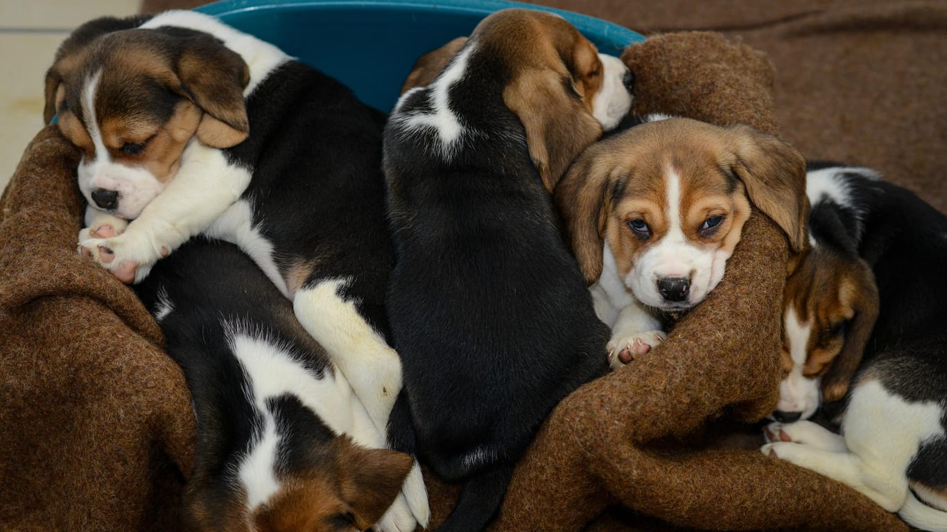 Beagle-Welpen, die aus einem Tiertransporter gerettet wurden.