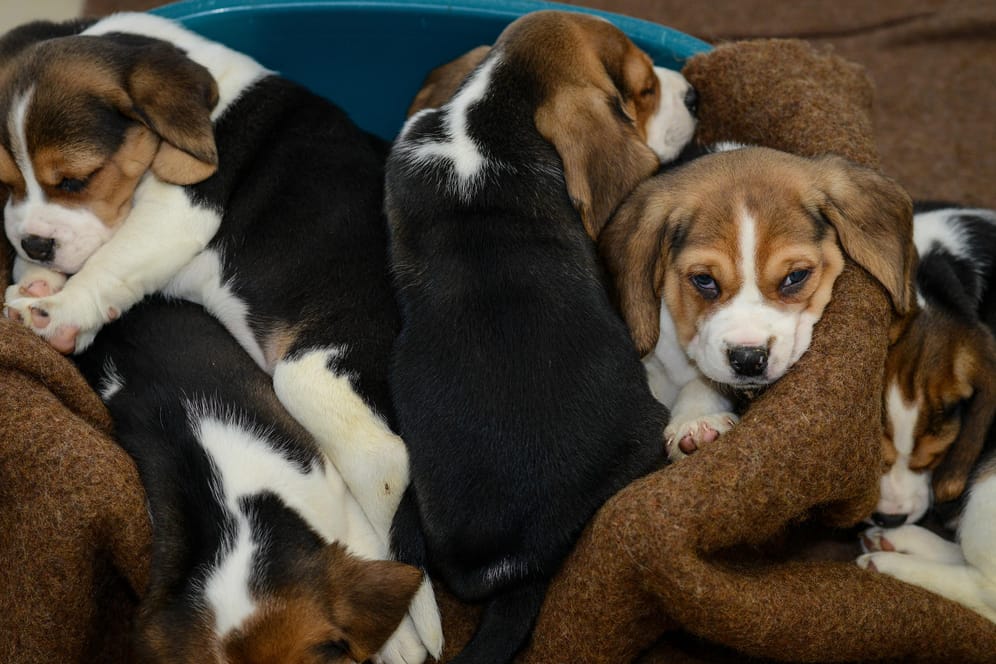 Beagle-Welpen, die aus einem Tiertransporter gerettet wurden.