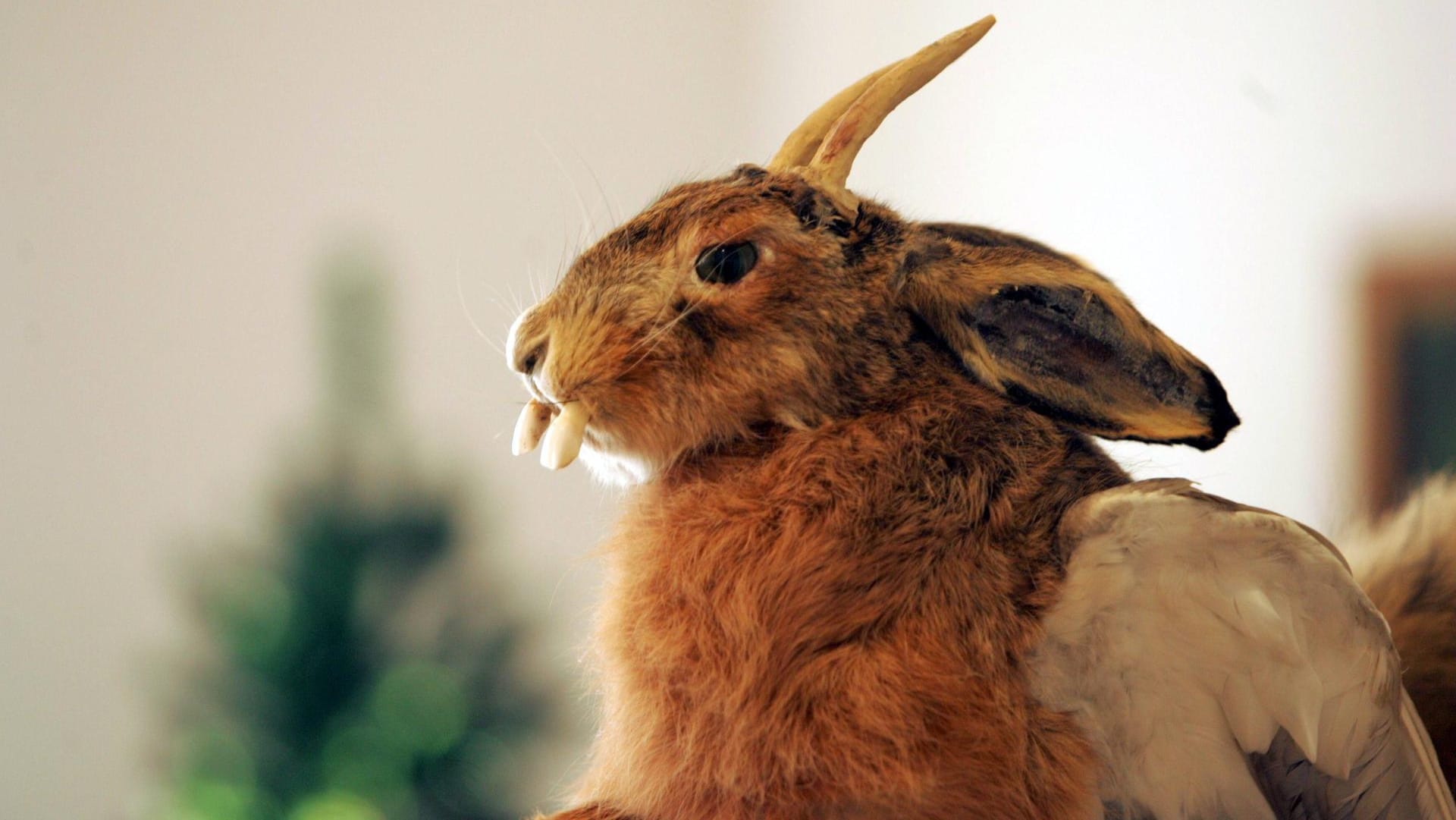 Hase oder Rehbock? Dieser Wolpertinger ist beides – und trägt dazu Flügel.