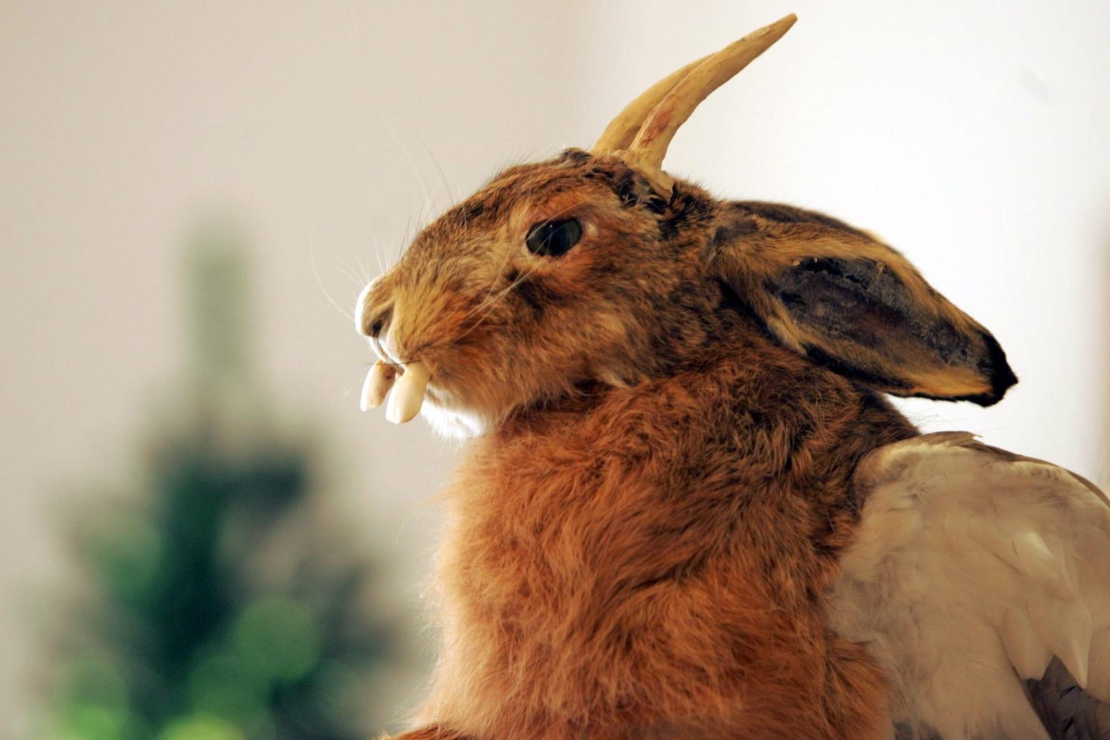 Hase oder Rehbock? Dieser Wolpertinger ist beides – und trägt dazu Flügel.