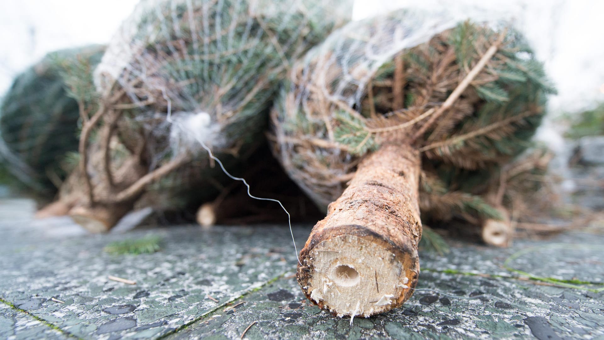 Experten warnen: Im Weihnachtsbaum können Zecken lauern.