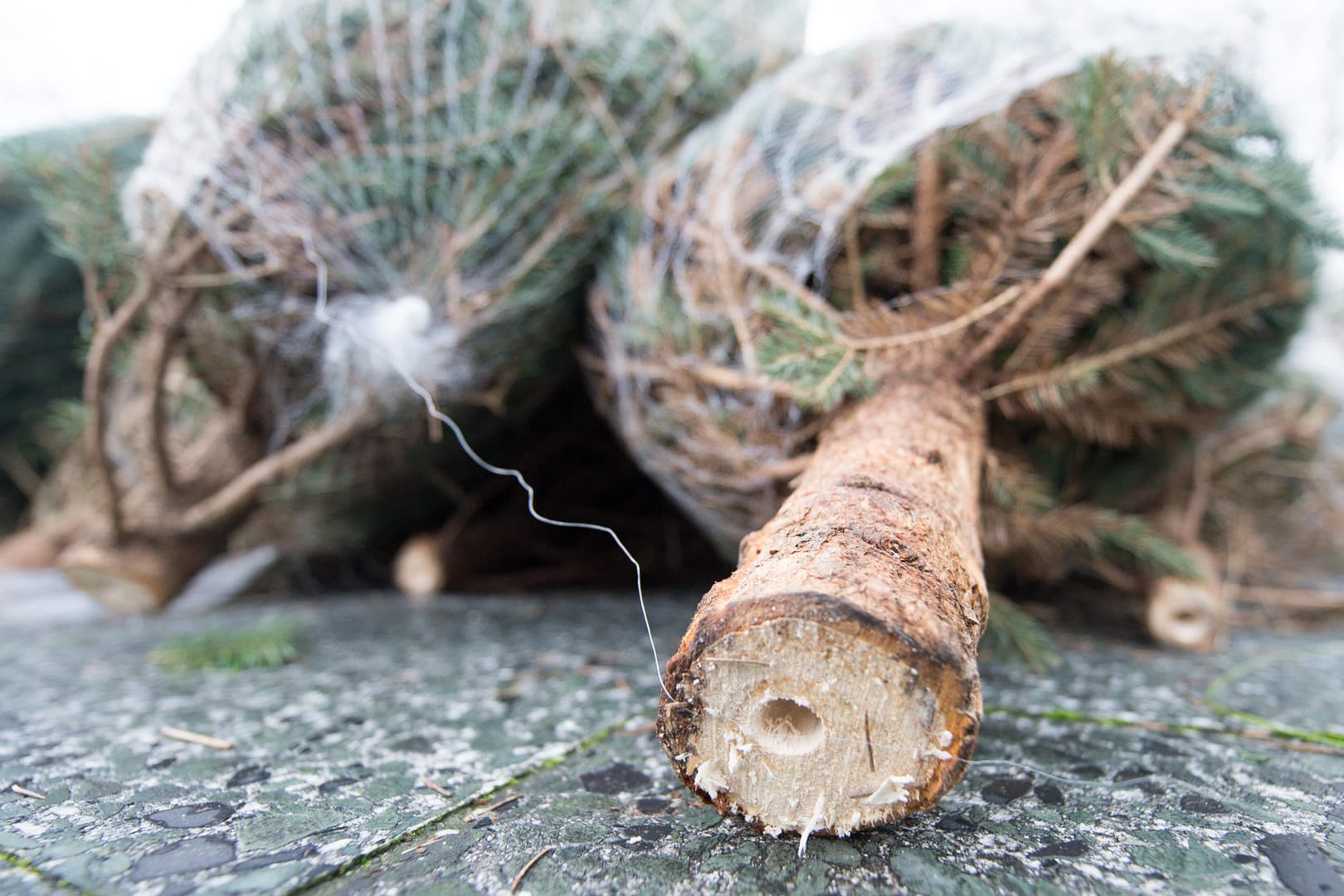 Experten warnen: Im Weihnachtsbaum können Zecken lauern.