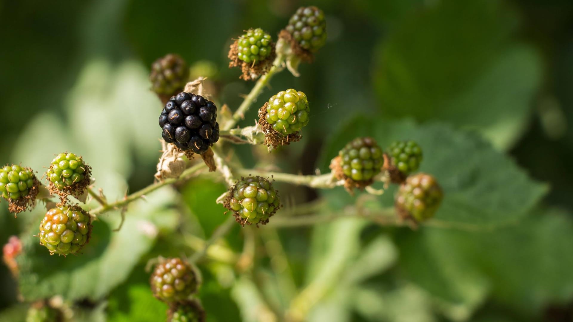 Brombeeren schmecken nicht nur lecker, sie sind auch sehr gesund.