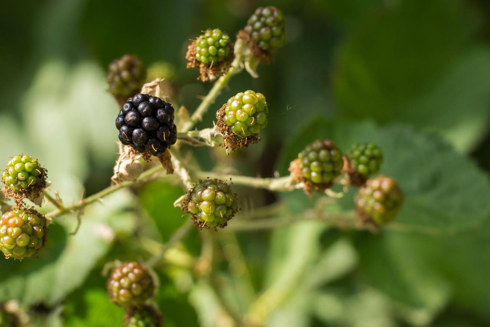 Brombeeren schmecken nicht nur lecker, sie sind auch sehr gesund.