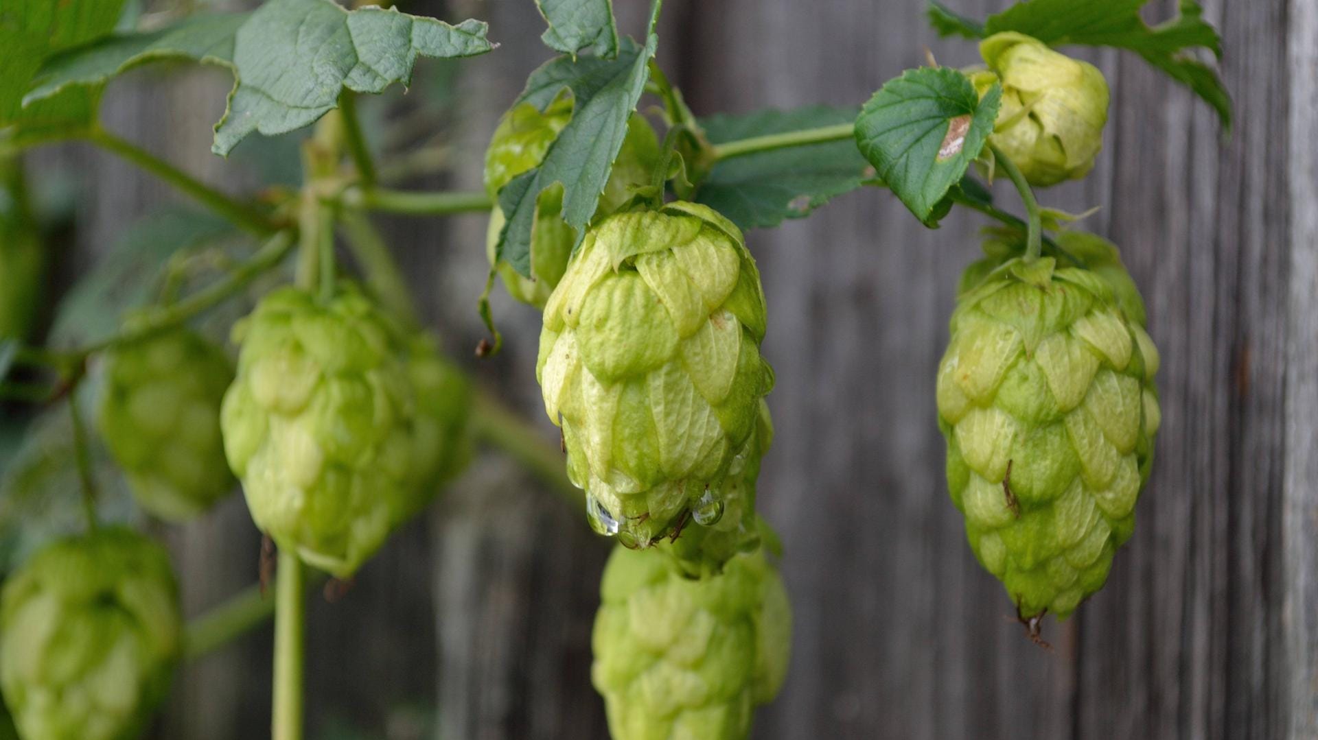 Hopfen beruhigt das Gemüt.