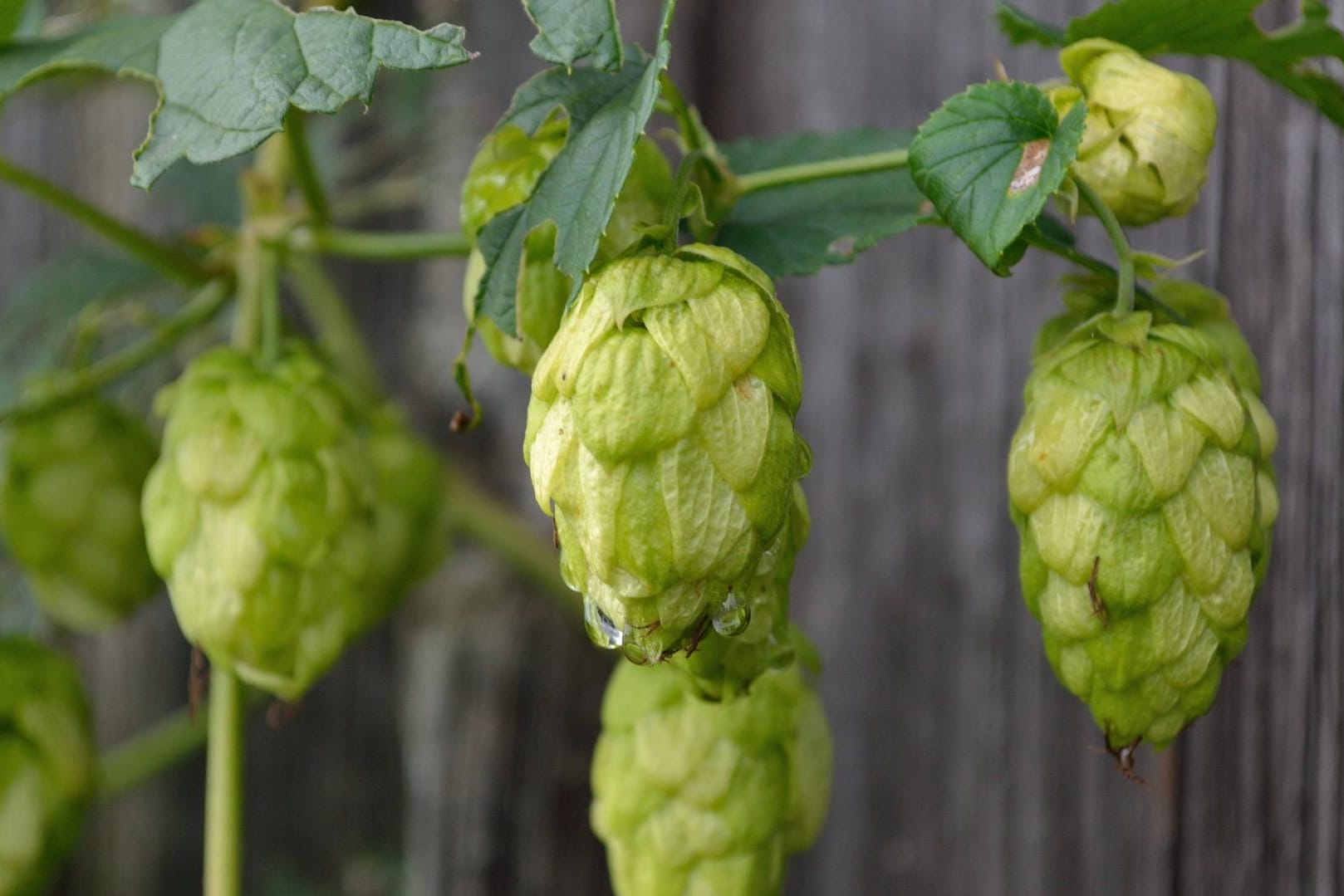 Hopfen beruhigt das Gemüt.