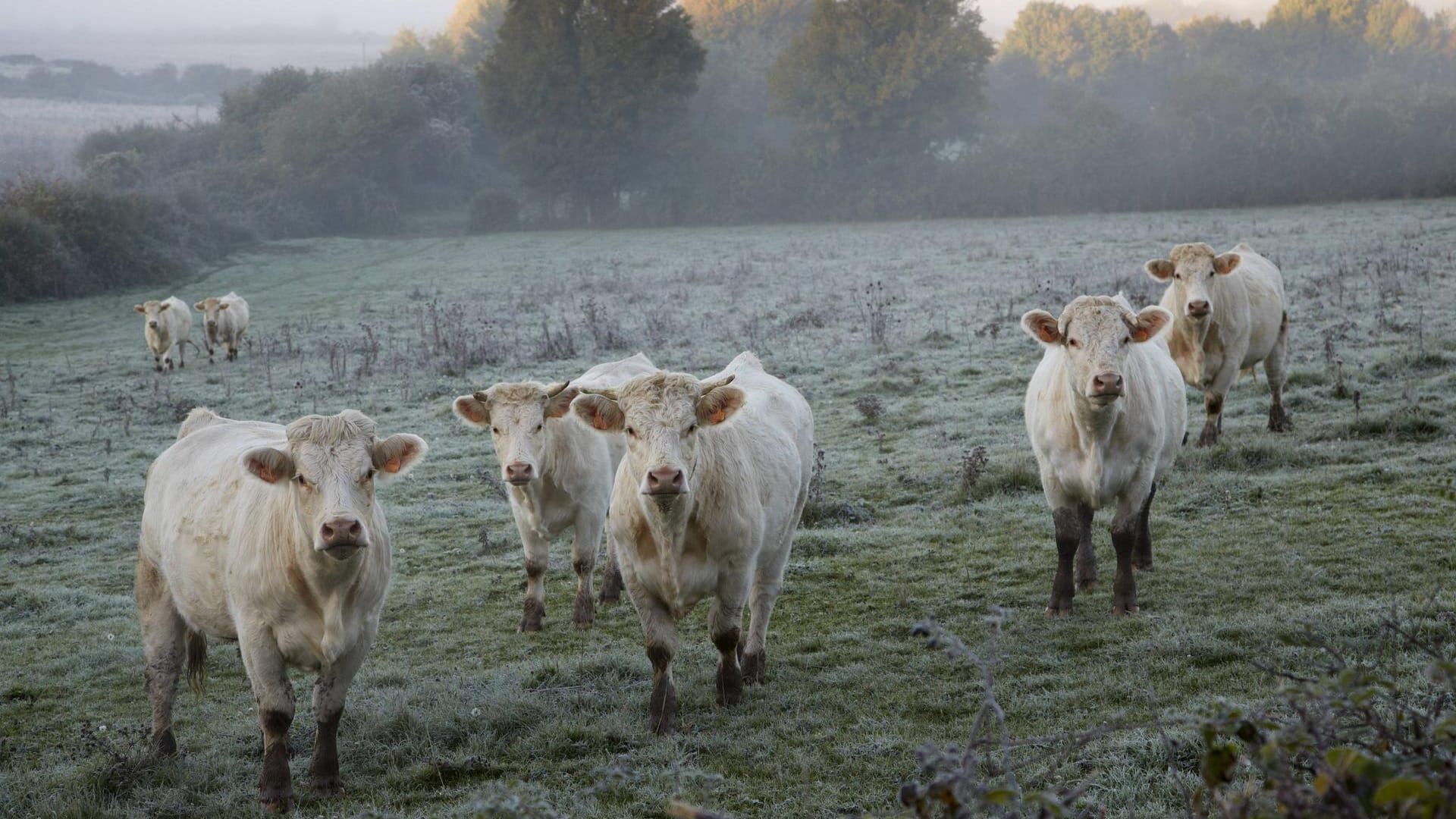 Im idyllischen Burgund ist das Charolais Rind zu Hause.