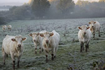Im idyllischen Burgund ist das Charolais Rind zu Hause.