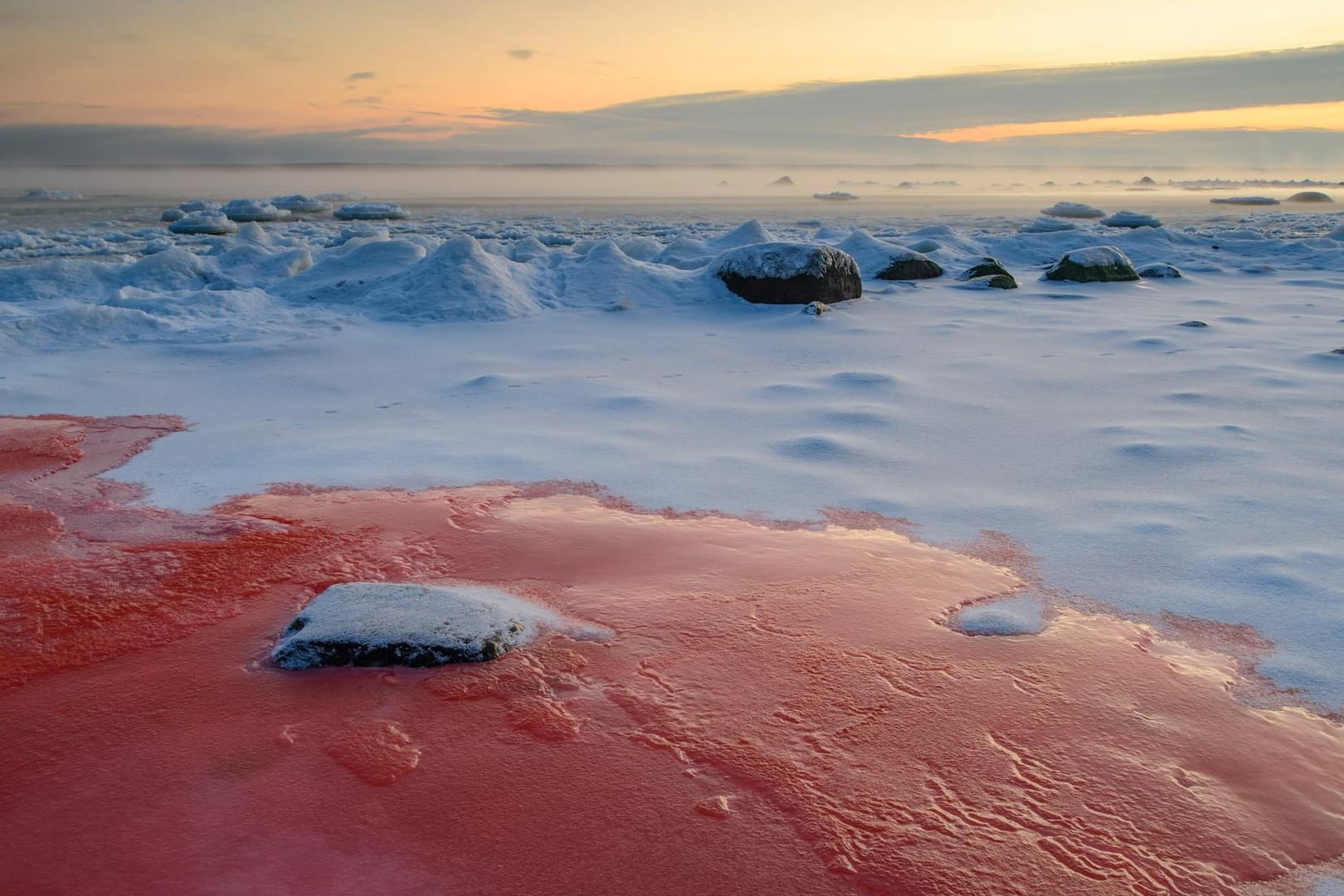 Blut im Schnee? Rotalgen in Estland.