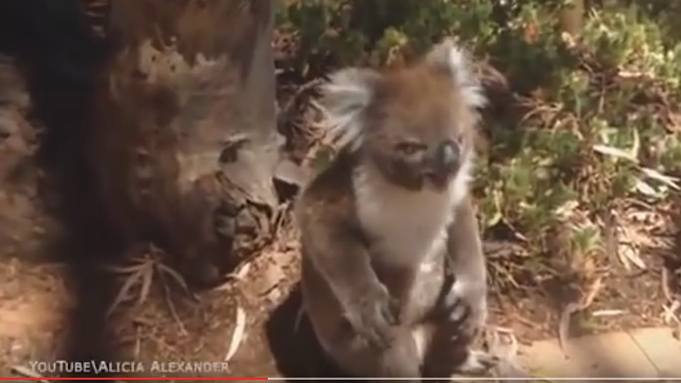Dieses Koala-Weibchen ist richtig sauer.