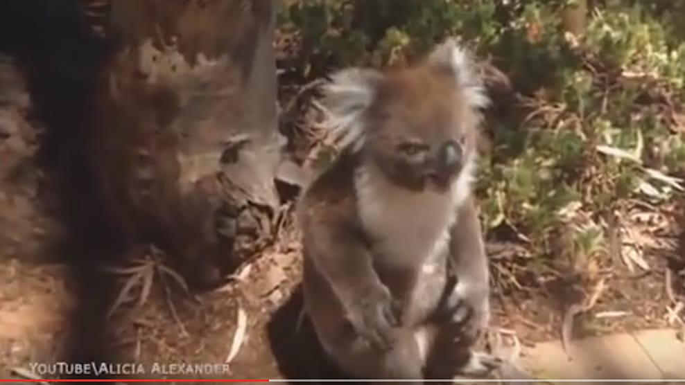 Dieses Koala-Weibchen ist richtig sauer. Dieses Koala-Weibchen ist richtig sauer.