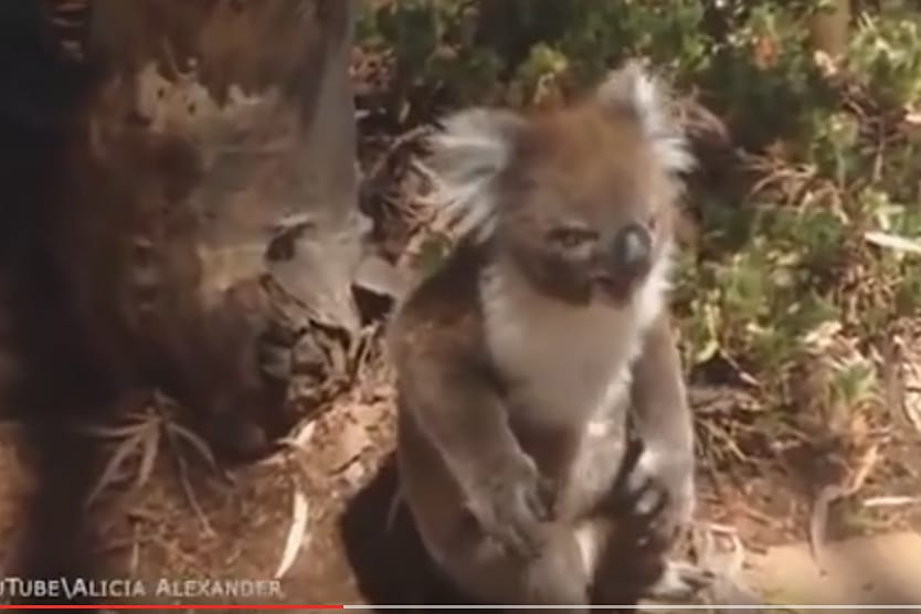 Dieses Koala-Weibchen ist richtig sauer.