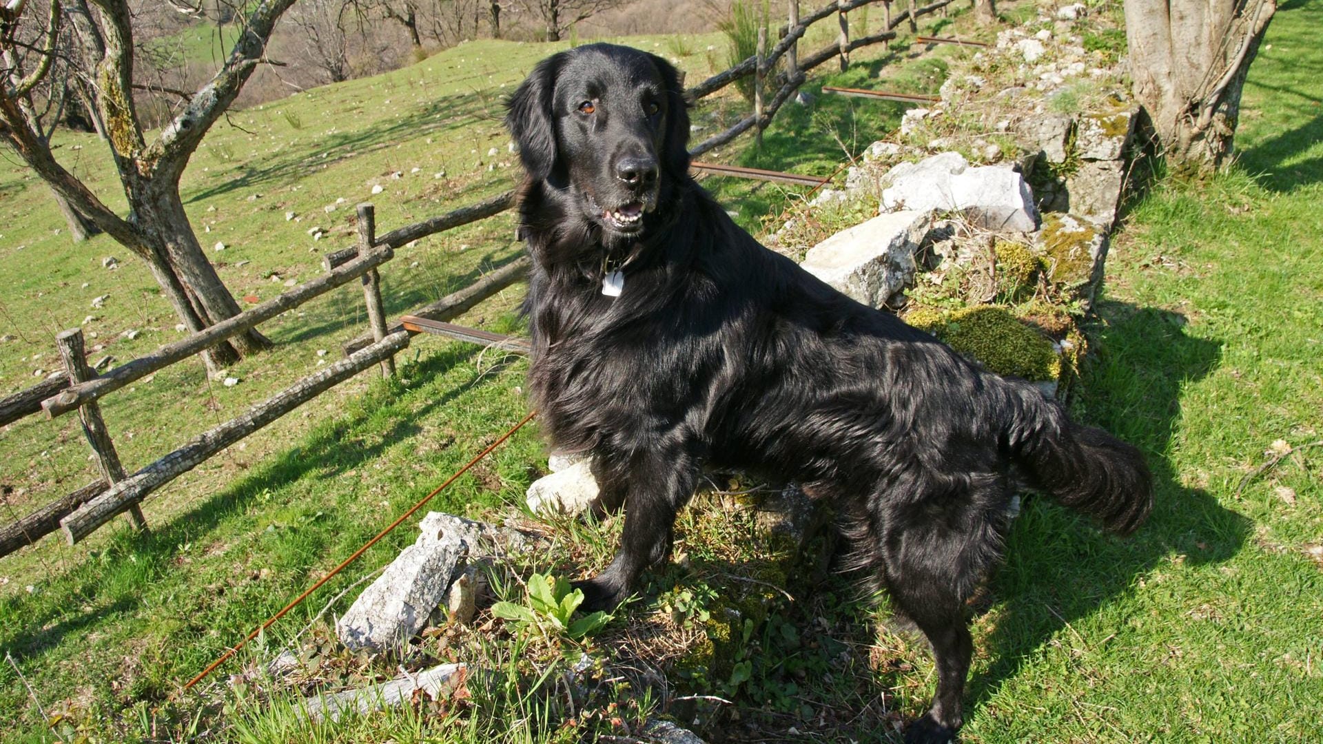 Der Flat-Coated Retriever eignet sich hervorragend als Familienhund.