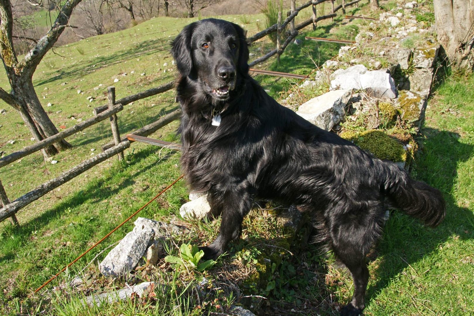 Der Flat-Coated Retriever eignet sich hervorragend als Familienhund.