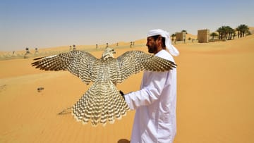 Die Emiratis lieben ihre Falken, behandeln sie wie ihre eigenen Kinder.