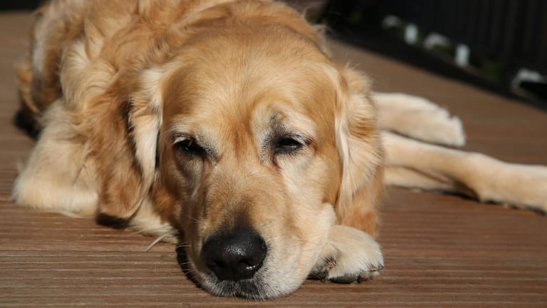 Wenn Ihr Hund öfters krank ist, können Sie seinem Immunsystem auf die Sprünge helfen.