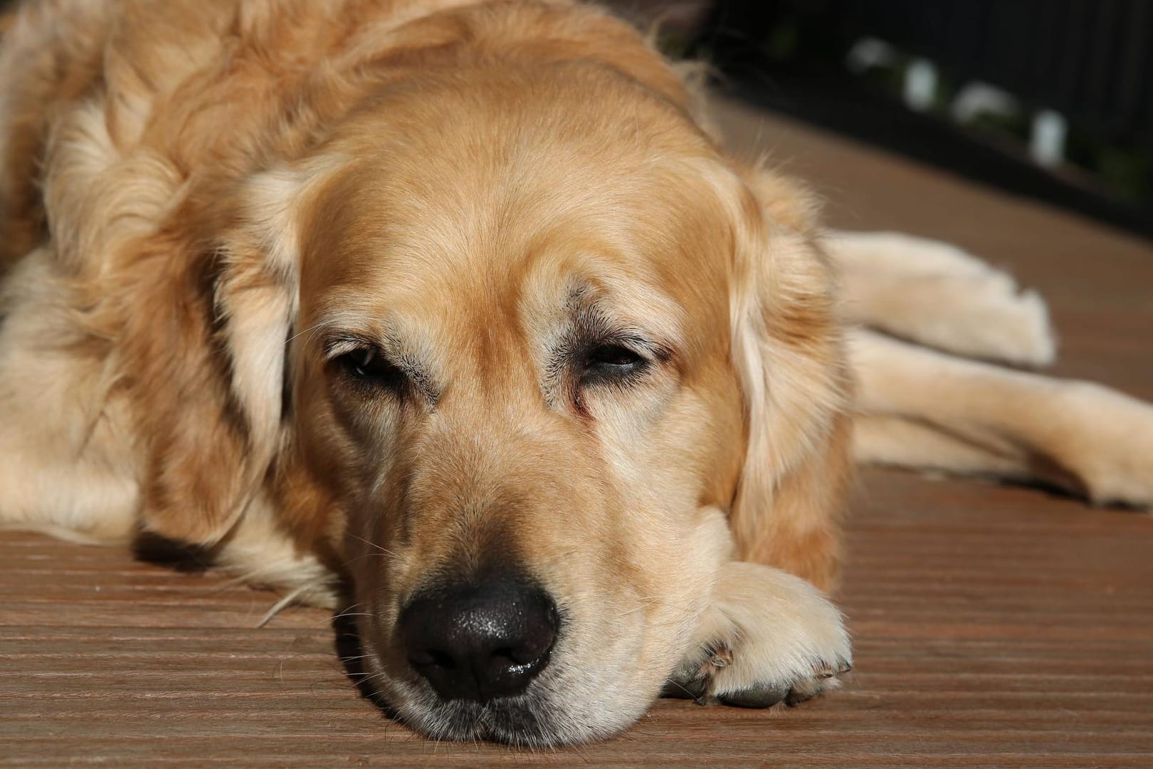 Wenn Ihr Hund öfters krank ist, können Sie seinem Immunsystem auf die Sprünge helfen.